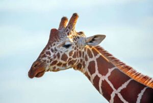 Osteofagia: el misterioso comportamiento de animales que comen huesos