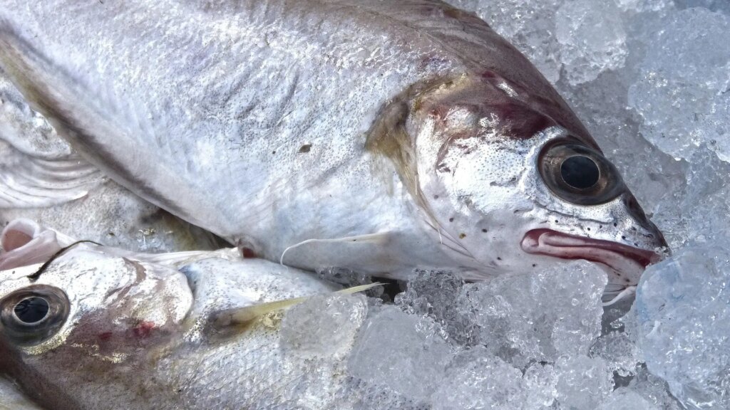 "Para sushi y para sashimi es excelente"