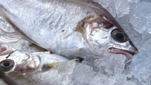 Para sushi y para sashimi es excelente