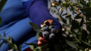 Perú proyecta un reemplazo comercial para EE.UU. pese a la ‘molestia’ de Washington – AlbertoNews