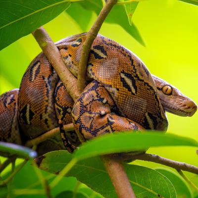 Pitones vs. anacondas: similitudes y diferencias entre las serpientes más grandes del mundo