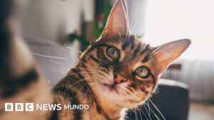 Por qué los gatos -y no los ratones- «son el modelo perfecto» para estudiar la demencia en los humanos