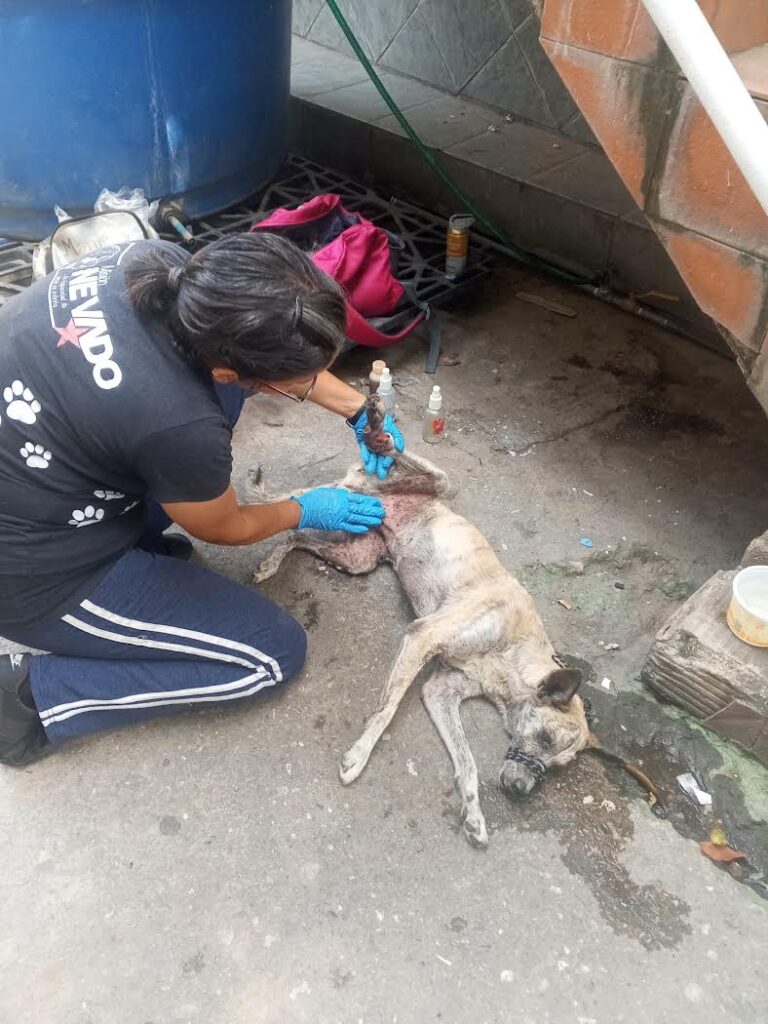Rescatada perrita malherida en Pariata
