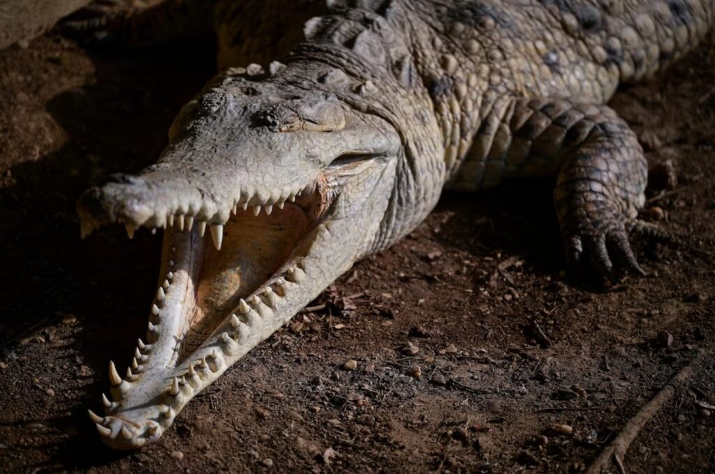 Reuters: La última carrera para salvar al cocodrilo del Orinoco