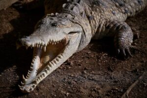 Reuters: La última carrera para salvar al cocodrilo del Orinoco