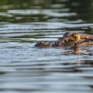 Río Amazonas: 5 animales sorprendentes que habitan en el afluente más largo del mundo