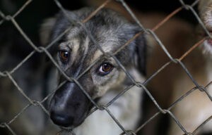 Sancionarán maltrato animal con multas y hasta seis años de cárcel