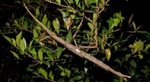 Se ha descubierto una nueva especie de insecto gigante que pesa como una pelota de golf