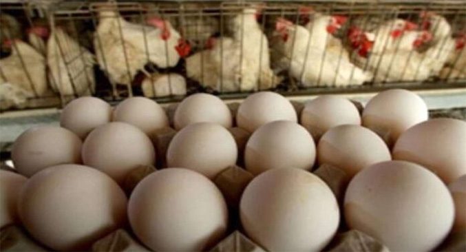Sector avícola garantiza abastecimiento nacional y estabilidad en los precios