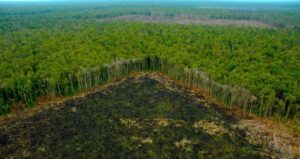 Sudamérica posee el mayor potencial para reforestar el planeta : IPS Agencia de Noticias