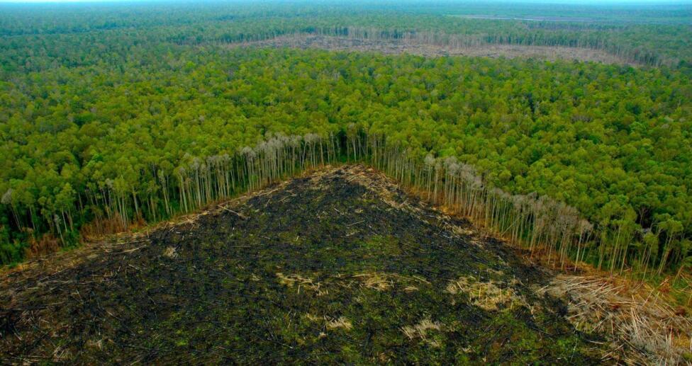 Sudamérica posee el mayor potencial para reforestar el planeta : IPS Agencia de Noticias