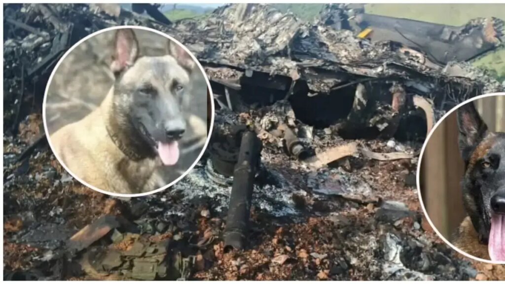 Telmo y Léster, ellos son los dos perritos que murieron en derribo de helicóptero de la Policía en Amalfi, Antioquia
