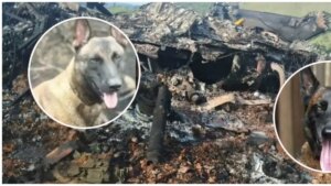 Telmo y Léster, ellos son los dos perritos que murieron en derribo de helicóptero de la Policía en Amalfi, Antioquia