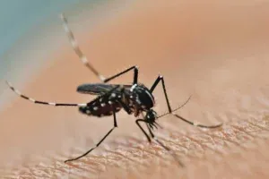 Temporada de lluvias podría disparar casos de chikungunya