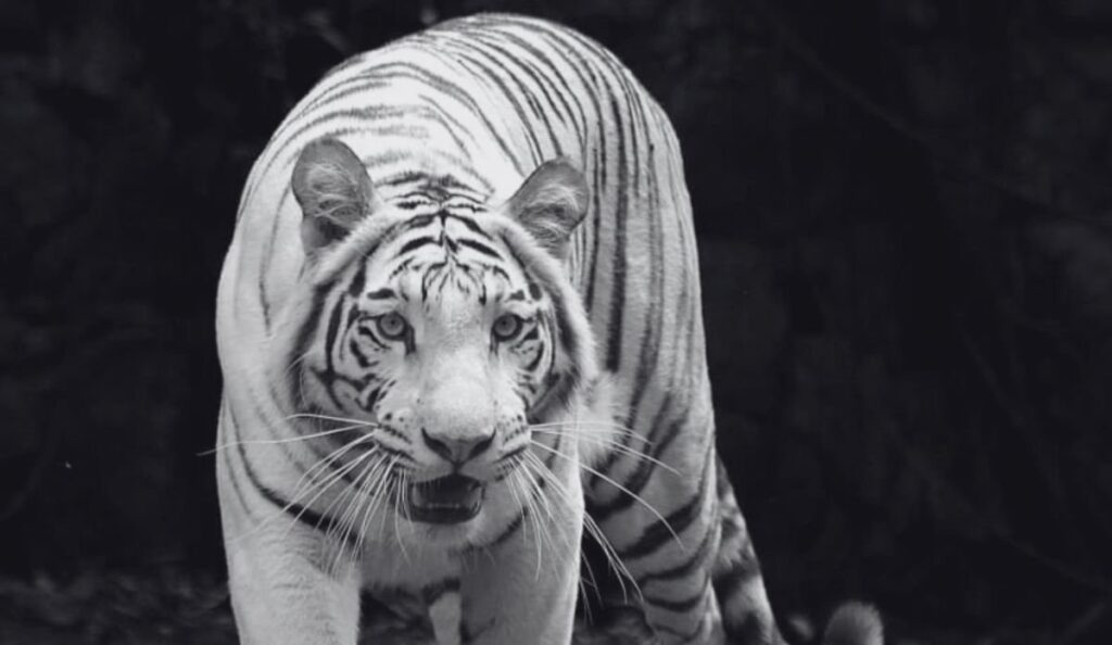 Tigresa blanca murió frente a los ojos de los visitantes en zoológico colombiano