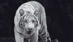 Tigresa blanca murió frente a los ojos de los visitantes en zoológico colombiano