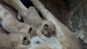 Tres leones nacieron en zoológico Chorros de Milla de Mérida