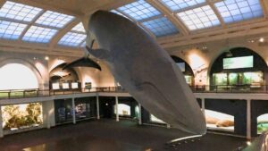 Trump pide investigar a los museos de EEUU – AlbertoNews
