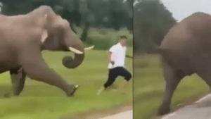 Turista comete imprudencia por intentar acercarse a un elefante para tomar una ‘selfie’