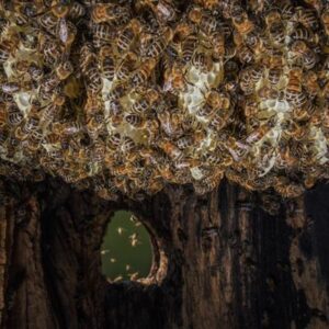 Un experimento en una isla revela una batalla entre las abejas melíferas y las silvestres