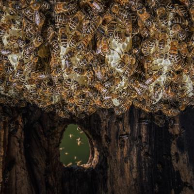 Un experimento en una isla revela una batalla entre las abejas melíferas y las silvestres