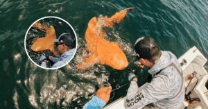 Un extraño tiburón naranja y «demasiado poderoso» apareció en el Caribe