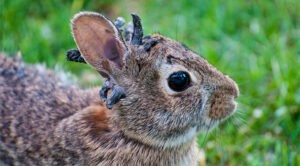 Un virus convierte en ‘Frankensteins’ a conejos silvestres en EE.UU.