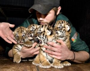 Un zoológico en Dinamarca pide donación de mascotas para alimentar a sus depredadores