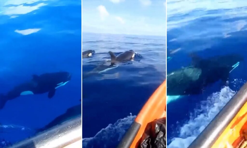 VIDEO: pescadores avistaron a una amistosa familia de orcas en Chuao