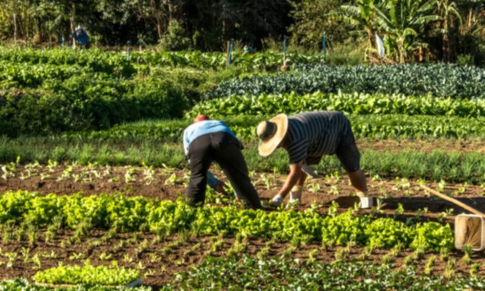 Venezuela anuncia inversión agrícola - Agencia Carabobeña de Noticias