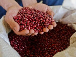 Verduras en Bogotá se han encarecido a raíz de paros en el país: estas son las que más han subido de precio | Finanzas | Economía