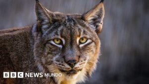 Zoológico de Dinamarca pide donaciones de mascotas no deseadas para alimentar a sus depredadores