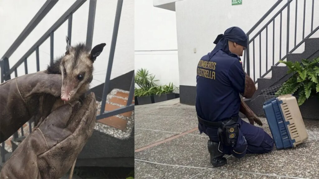 bomberos rescatan a una zarigüeya que se metió a un motel en La Estrella