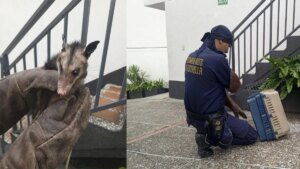 bomberos rescatan a una zarigüeya que se metió a un motel en La Estrella