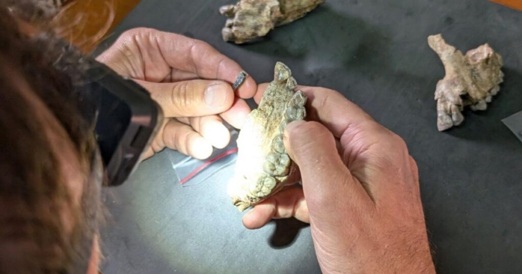 descubren en Etiopía una especie desconocida que convivió con los primeros Homo hace 2,6 millones de años