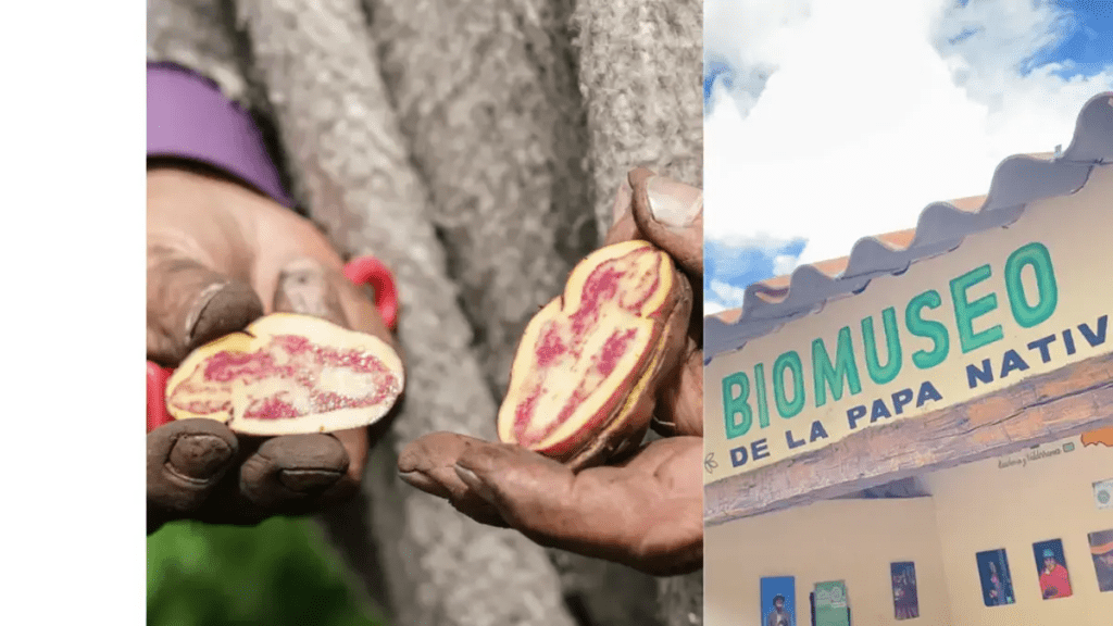 el Biomuseo de la Papa Nativa que sorprende a extranjeros y se posiciona como atractivo turístico en Boyacá