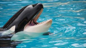 es FALSO el ataque de una ORCA a su entrenadora que se viralizó en redes del mundo