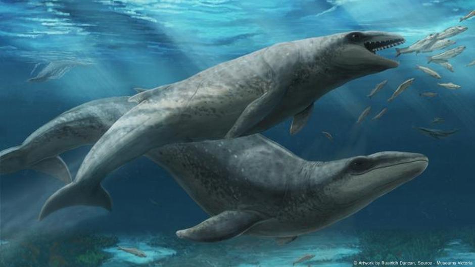 hallan ballena dentada en Australia – DW – 13/08/2025