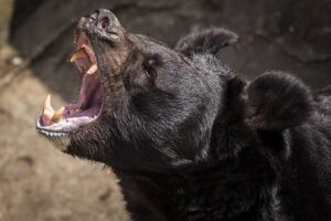 la reacción del animal sorprendió a todos