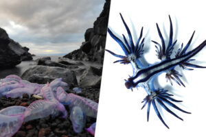 las especies venenosas que llegan a las costas son el canario en la mina