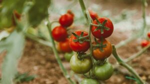 lo que une al tomate y la patata desde hace millones de años
