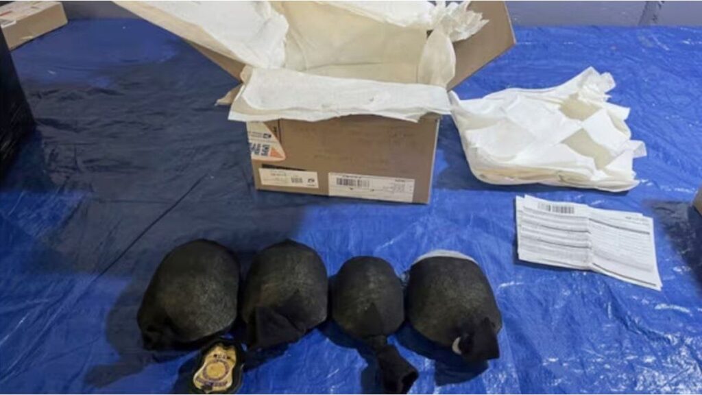 un hombre fue detenido por intentar enviar 850 tortugas a Hong Kong
