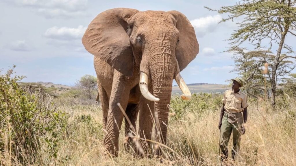 un turista le dio cerveza a un elefante en un santuario y fue criticado en redes