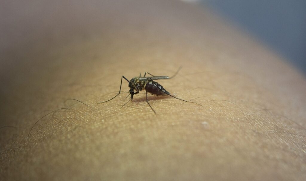 ¿Cómo diferenciar el dengue, zika y chikungunya?