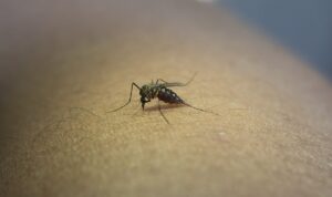 ¿Cómo diferenciar el dengue, zika y chikungunya?