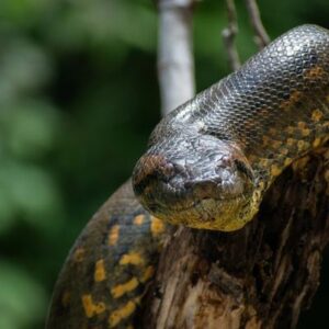 ¿Cuál es la serpiente más pesada y fuerte del mundo? Spoiler: es originaria de Sudamérica