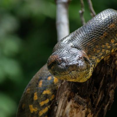 ¿Cuál es la serpiente más pesada y fuerte del mundo? Spoiler: es originaria de Sudamérica