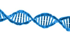 ¿Cuánto mide el ADN humano?