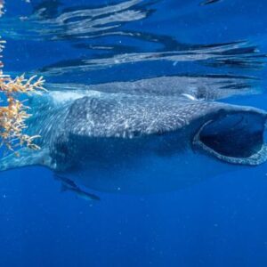 ¿El tiburón ballena tiene dientes? Descubre cómo se alimenta el tiburón más grande del mundo