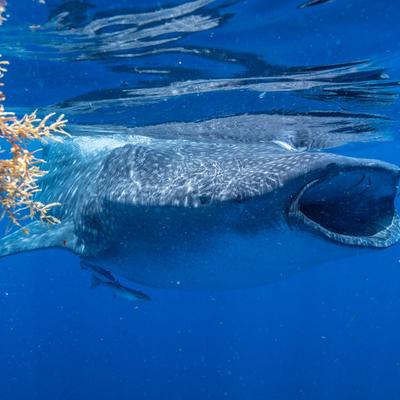 ¿El tiburón ballena tiene dientes? Descubre cómo se alimenta el tiburón más grande del mundo